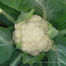 CF44 Genius 44 days extra early maturity hybrid cauliflower seeds